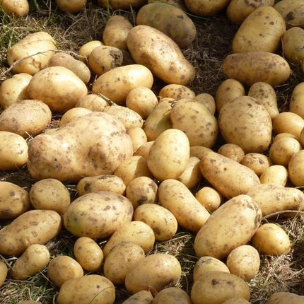 Scottish Potatoes 1KG